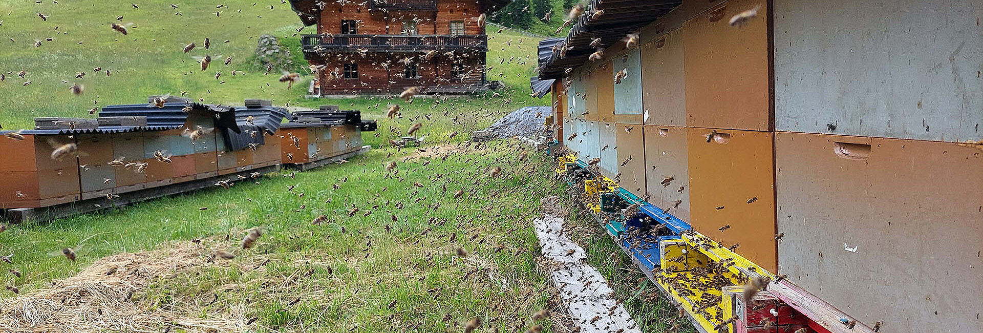 Volo tradizionale sull'Unterstalleralm